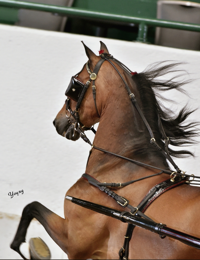 04M_2331 lores Tanbark Cavalcade of Roses Horse Show June 28 July