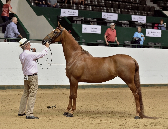 Photos Tanbark Cavalcade of Roses Horse Show June 28 July 1, 2023