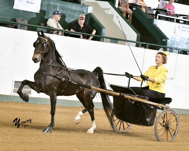 16I_6644 Tanbark Cavalcade of Roses Horse Show June 28 July 1, 2023
