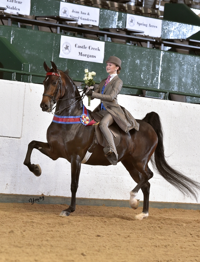04M_0861 lores Tanbark Cavalcade of Roses Horse Show June 28 July