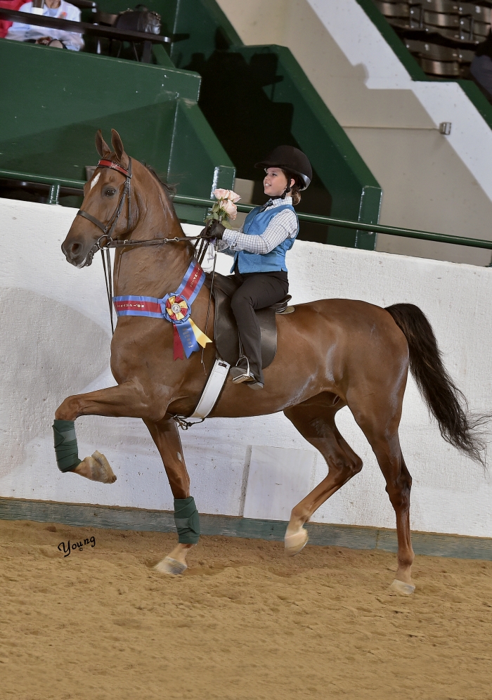 04M_9864 lores Tanbark Cavalcade of Roses Horse Show June 28 July