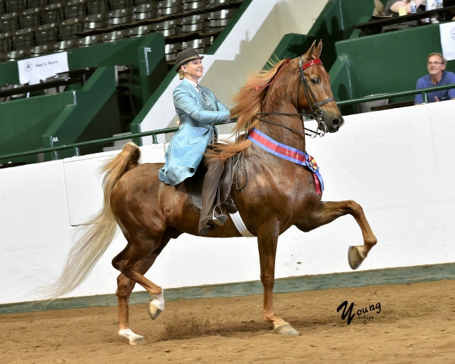 Photos Tanbark Cavalcade of Roses Horse Show June 28 July 1, 2023