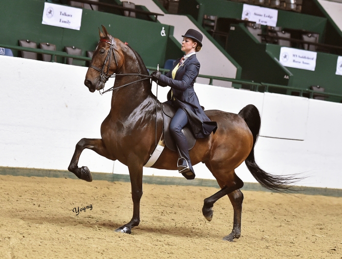 Charles Hoffman_0852 lores Tanbark Cavalcade of Roses Horse Show