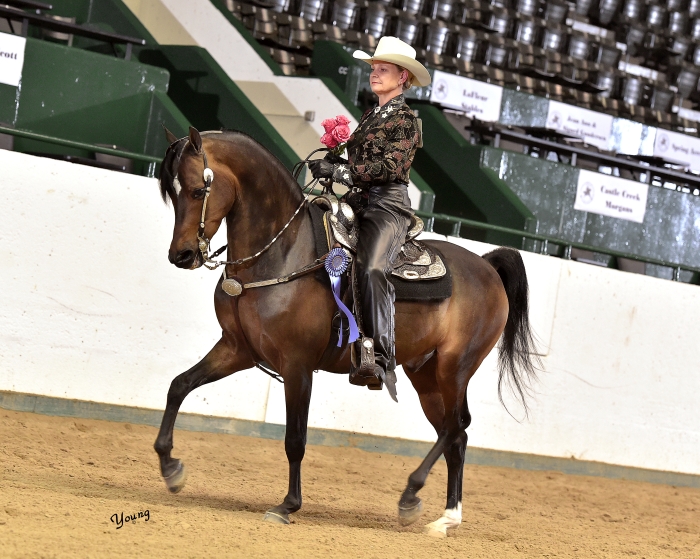 EN Temptation NKS_5450 lores Tanbark Cavalcade of Roses Horse Show