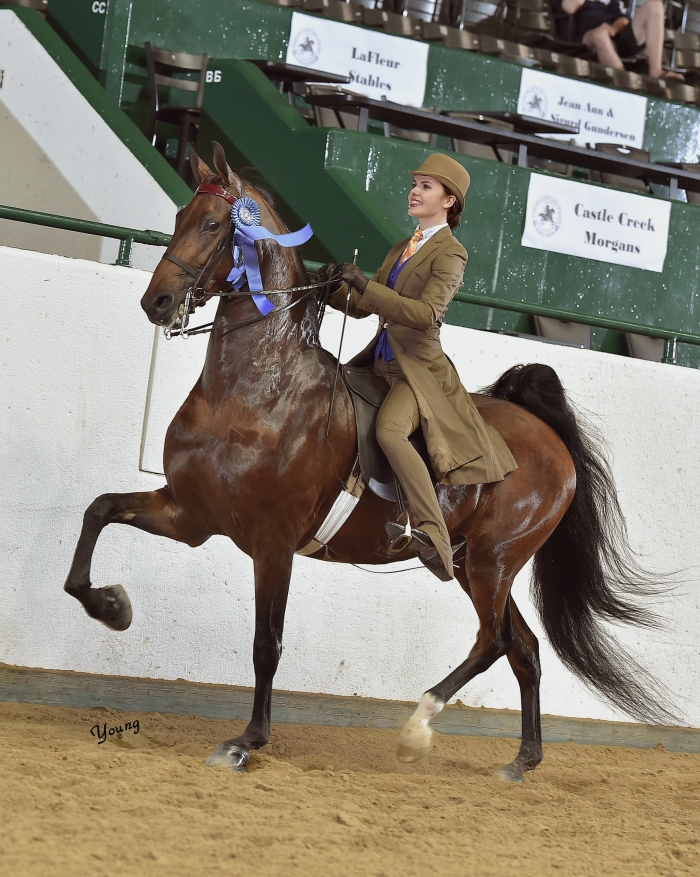 Nadine Van Zomeren_0455 lores Tanbark Cavalcade of Roses Horse Show
